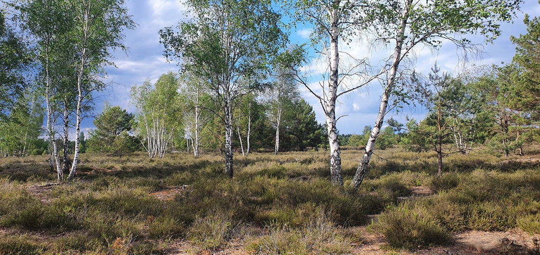 Birke, Hasel und Gräser gehören zu den bekanntesten Pollenallergieauslösern. 